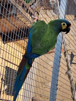 Ara marakana, odchov 2024, 2025