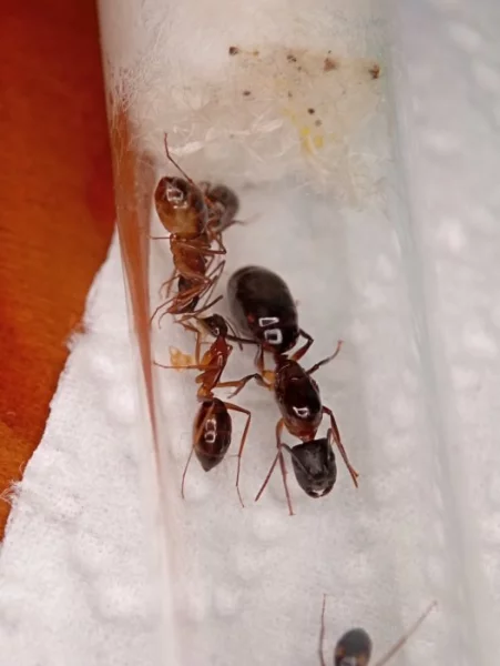 Exotičtí mravenci