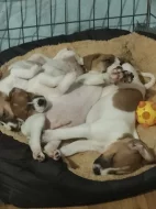 Jack Russell teriér