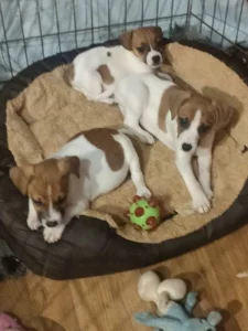 Jack Russell teriér