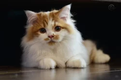 Britský kocourek s PP