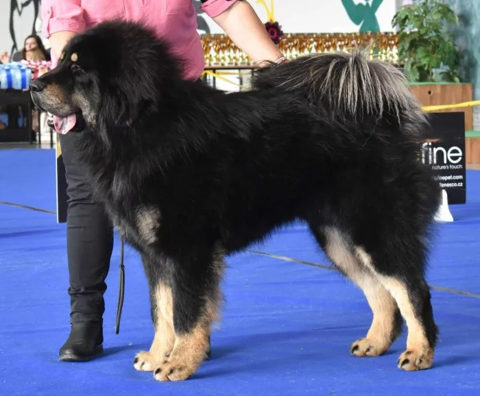 Tibetská doga štěňata s PP-FCI 2025/26