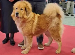 Tibetská doga štěňata s PP-FCI 2025/26