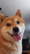 Shiba inu