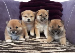 Shiba inu