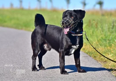 Opuštěný kříženec Dasty hledá nový domov