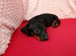 Jezevčík hladkosrstý trpasličí bez PP