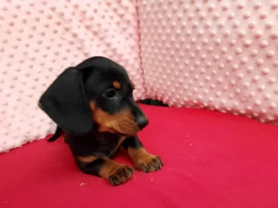 Jezevčík hladkosrstý trpasličí bez PP