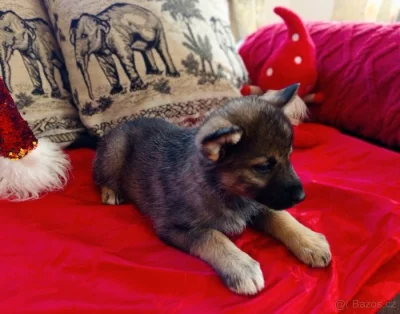 Německý ovčák × Německý špic