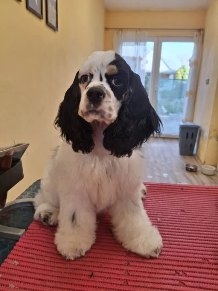 Americký kokršpaněl s PP