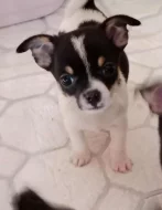 Čivava štěňata bez PP