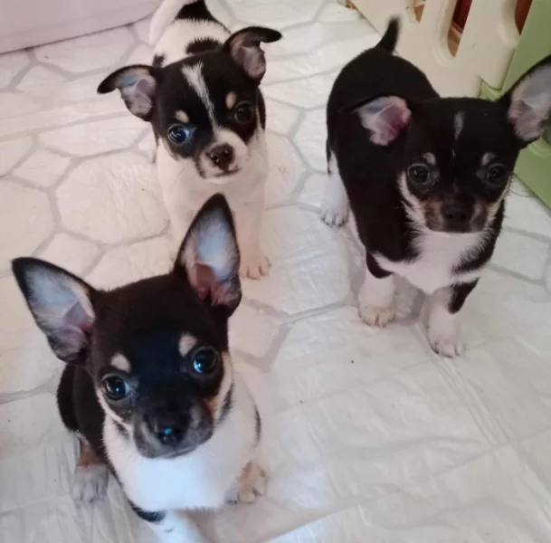 Čivava štěňata bez PP