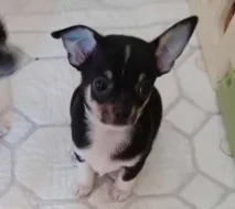 Čivava štěňata bez PP