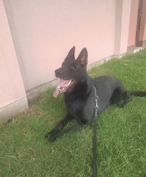 Daruji Německého ovčáka s PP