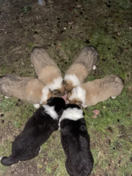 Border colie / colie