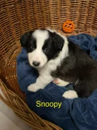 Border colie / colie