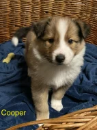 Border colie / colie