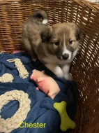 Border colie / colie