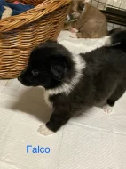 Border colie / colie