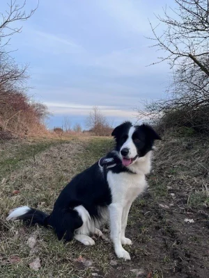 Štěňata Border kolie