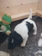 Hladkosrstý foxteriér