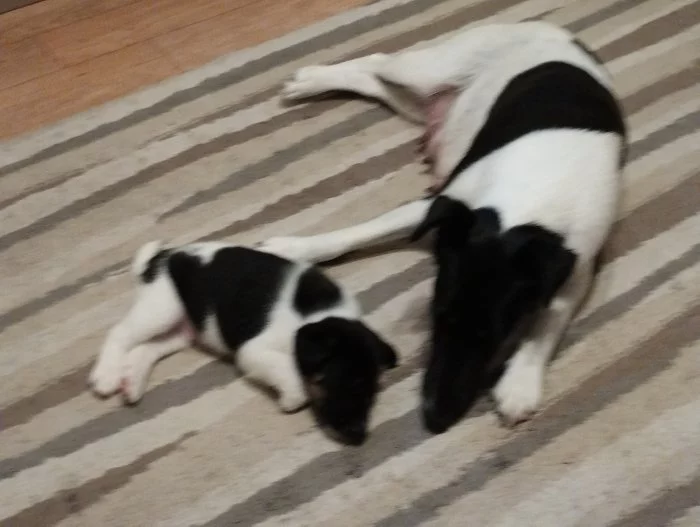 Hladkosrstý foxteriér