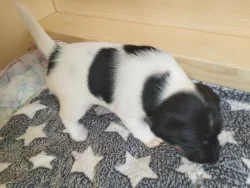 Hladkosrstý foxteriér