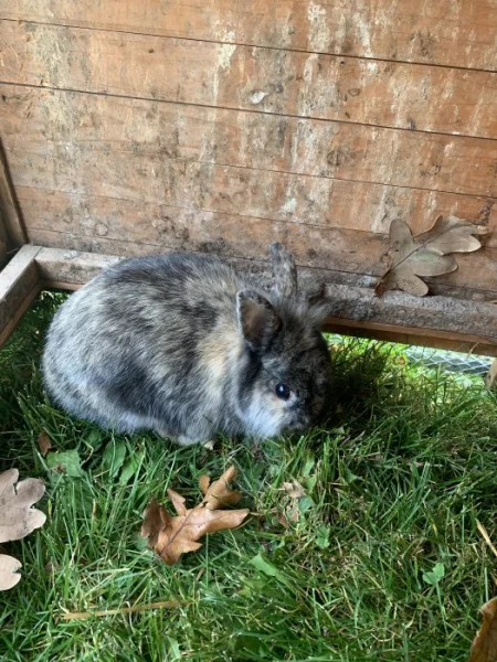 Zakrslí králíčci