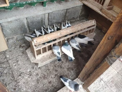 Rakovnický kotrlák sedlatý