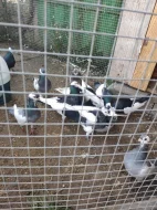 Rakovnický kotrlák sedlatý