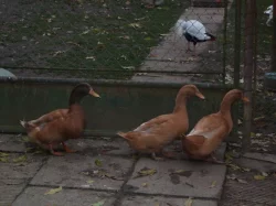 Prodám kachny orpingtonské