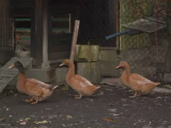 Prodám kachny orpingtonské