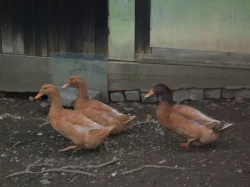 Prodám kachny orpingtonské