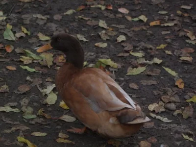 Prodám kachny orpingtonské