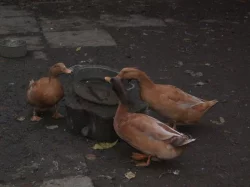 Prodám kachny orpingtonské