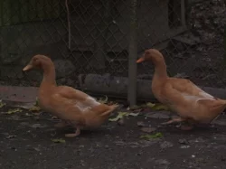 Prodám kachny orpingtonské