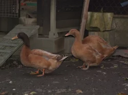 Prodám kachny orpingtonské