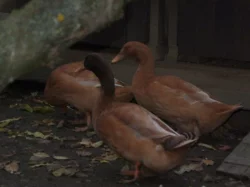 Prodám kachny orpingtonské