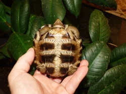 Želva černavá (Heosemys grandis) vlastní odchov