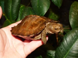 Želva černavá (Heosemys grandis) vlastní odchov