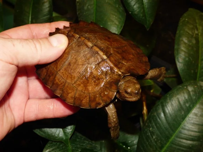 Želva černavá (Heosemys grandis) vlastní odchov