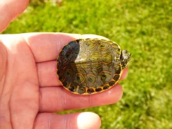 Želva středoamerická (Trachemys venusta)