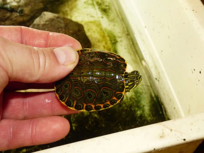 Želva středoamerická (Trachemys venusta)