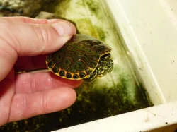 Želva středoamerická (Trachemys venusta)