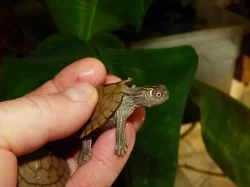 Želva mapová (Graptemys sp.)