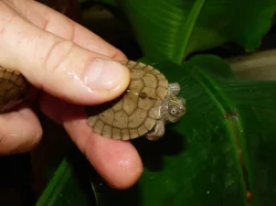 Želva mapová (Graptemys sp.)