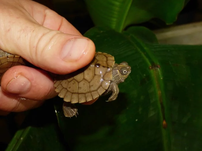 Želva mapová (Graptemys sp.)