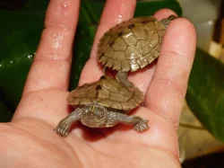 Želva mapová (Graptemys sp.)