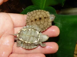 Želva mapová (Graptemys sp.)