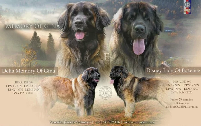 Leonberger štĕňátka